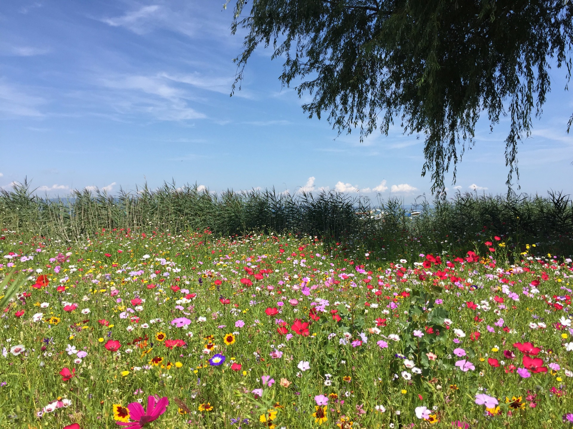Bodensee Blütentraum Augenweide (500g)