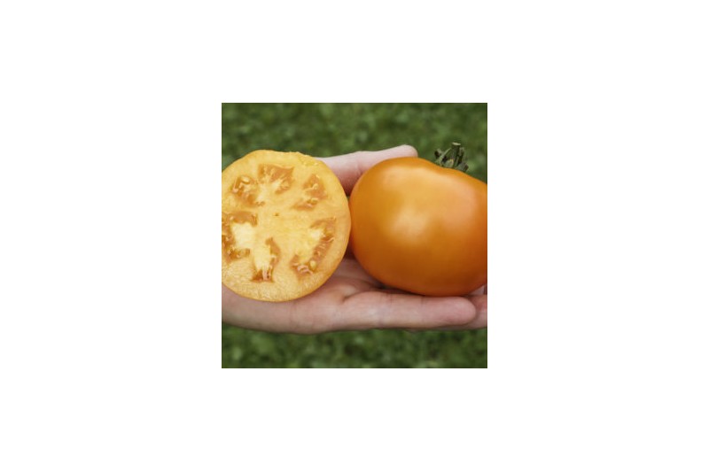 Tomaten Saatgut-Box S Bio