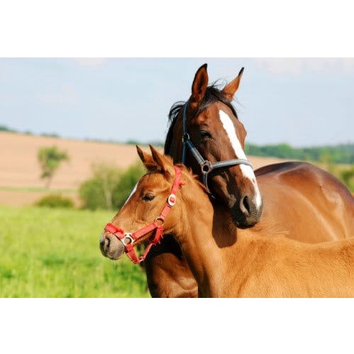 AgriTerra® Pascolo biologico per cavalli (senza trifoglio)