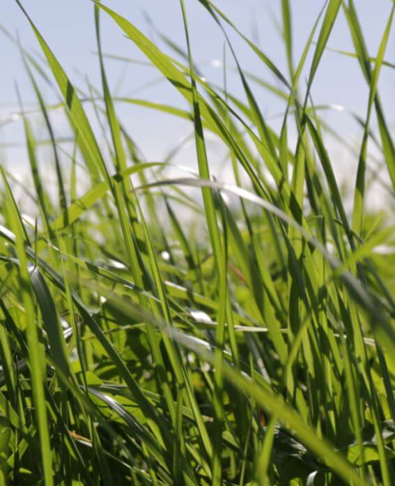 Tappeto erboso organico Erba BIO-PREMIUM (10 kg)