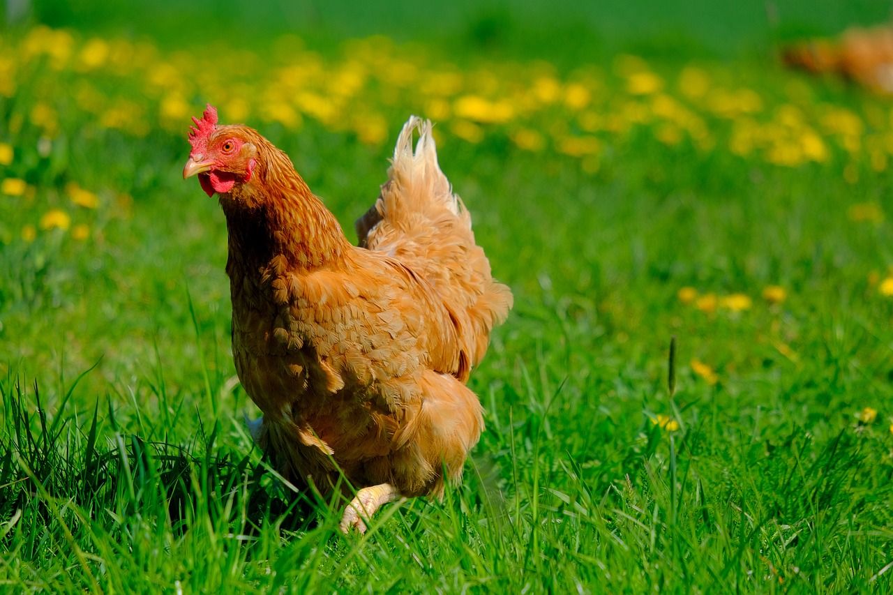 AgriTerra® Pascolo biologico per pollame